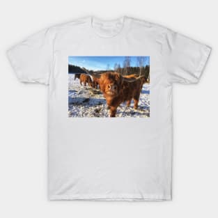 Scottish Highland Cattle Bulls 1939 T-Shirt